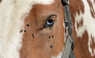 Un cheval (illustration)