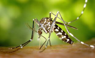 Moustique tigre lors de son repas de sang