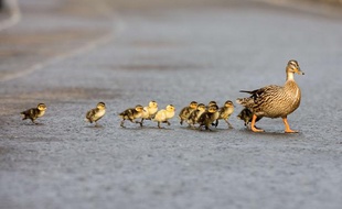 Illustration d'une famille de canards traversant une route