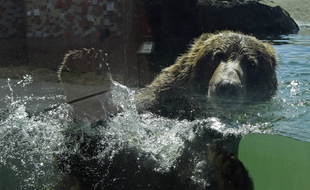 Un ours se baigne dans son enclos au zoo d'Oakland (Californie) en juillet 2020.