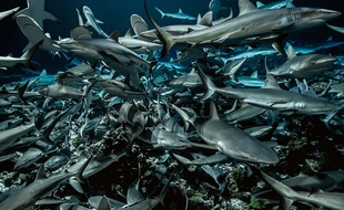 Jusqu'à 700 requins gris se retrouvent en juin dans la passe sud de l'atoll de Fakarava.