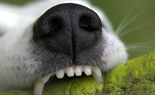 Lorraine: Deux gros chiens sèment la panique, mordent un yorkshire avant de s'en prendre à un policier