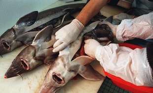L'anguille européenne disparaît, l'esturgeon se fait rare, le saumon sauvage est devenu un luxe: tous sont victimes de la surpêche et des recettes traditionnelles à base de poisson risquent bientôt de ne plus être que des souvenirs, relève la coalition d'associations Ocean2012.