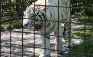 Le 6 mai 2016, un tigre blanc au zoo de Bordeaux-Pessac (illustration)