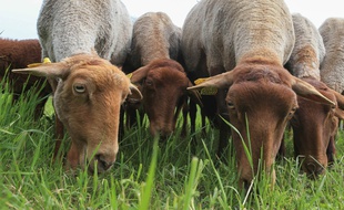 Des moutons.