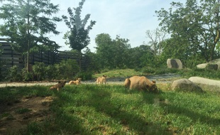 Les trois petits lionceaux ne lâchent pas leur maman.