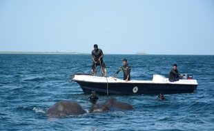 Deux éléphants ont été secourus par la marine du Sri Lanka, le 23 juillet 2017.