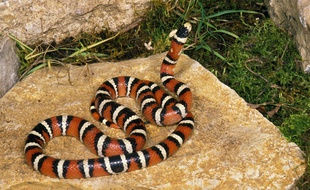 Une couleuvre «lampropeltis pyromelana». Illustration.
