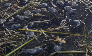 Des grenouilles mortes flottent à la surface du lac Titicaca, en Bolivie, le 25 avril 2015.
