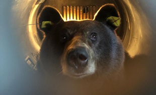 Lâcher de l'ours Sorita dans le Béarn en octobre 2018.