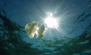 Une méduse dans les eaux de Chypre (image d'illustration).