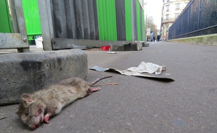 La Ville de Paris veut trouver une solution de grande envergure pour dératiser les rues et les parcs de la capitale.