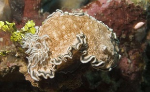 Une limace de mer Chromodoris reticulata.
