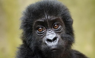 Un bébé gorille né dans le parc national des Virunga en 2015 (illustration).