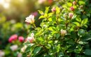 Ne ratez pas la taille d’été de vos arbustes : le geste clé à faire maintenant pour une floraison spectaculaire dès le printemps prochain