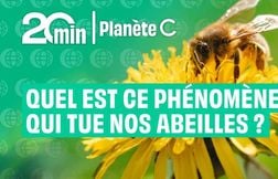 Quel est ce phénomène qui tue nos abeilles en masse ?