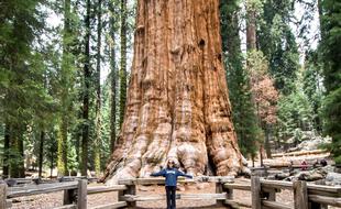 General Sherman, un séquoia géant du Sequoia national Park (Californie)