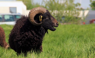 Une vingtaine de moutons avranchins a élu domicile dans le lycée Pierre Mendès-France à Rennes.