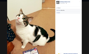 Capture d'écran d'un post Facebook de Brittany Maher-Kirk, montrant son chat Ted et l'avis de passage du facteur à son nom.