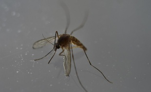 Les moustiques tigres peuvent transmettre le virus zika.