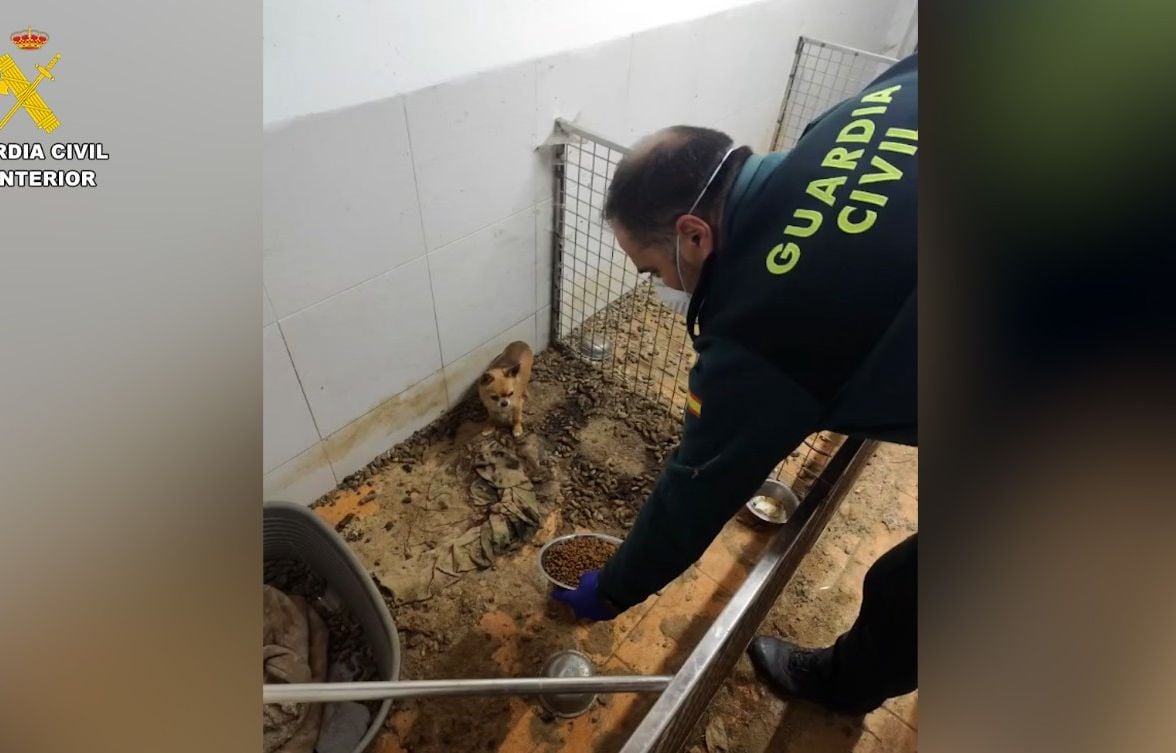 Espagne : « Un centre de l’horreur »… 250 animaux retrouvés morts dans un élevage clandes image