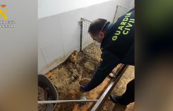 250 animaux retrouvés morts dans un élevage clandestin en Espagne