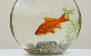 Un hôtel belge loue des poissons rouges à ses hôtes qui se sentent seuls