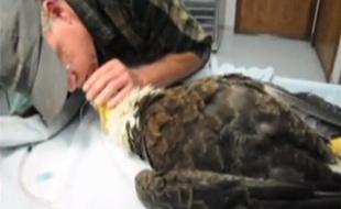 Capture d'écran d'une vidéo montrant un vétérinaire pratiquer un bouche-à-bec pour réanimer un aigle.