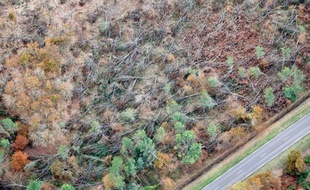 Les ravages de la tempête Klaus du 24 janvier 2009 dans la forêt des Landes.