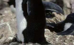 Cette espèce de "gorfou sauteur" est menacé par la marée noire
