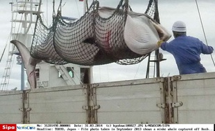 Une baleine capturée au large des côtes du nord du Japon, en septembre 2013.