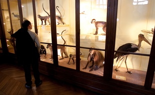 Au Museum d'histoire naturelle, la visite se fera en musique de 19h à 23h.