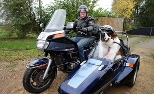 Tout plaquer et partir sur la route avec un Saint-Bernard.