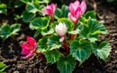 Ne ratez pas la plantation de cette fleur spectaculaire début août pour un jardin éclatant dès la rentrée