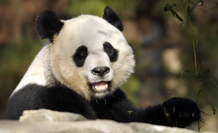 Mei, la femelle panda du zoo de Washington, en décembre 2011.