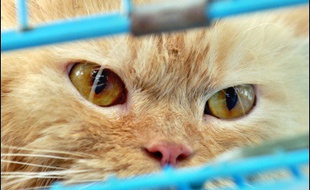 La Société protectrice des animaux (SPA) et la Ligue pour la protection des oiseaux (LPO) craignent que la peur de la grippe aviaire provoque des réactions excessives contre les chats et les oiseaux à l'instar de ce qui se passe en Allemagne.