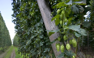 C'est le houblon qui produit l'amertume de la bière.