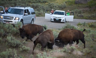 Des bisons (illustration).