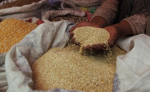 Récolte de quinoa en Bolivie.