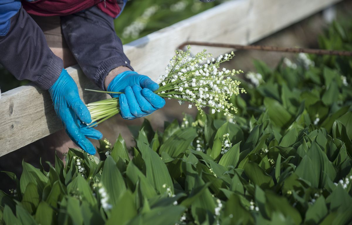 Loire-Atlantique : Plus de 500 postes encore à pourvoir pour la cueillette du muguet