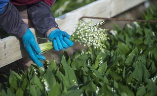 Des brins de muguet.(Illustration)