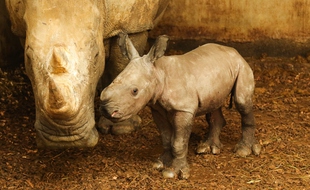 Le bébé rhinocéros blanc né au zoo de La Boissière-du-Doré.