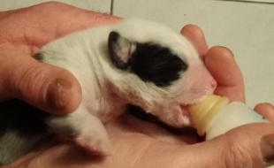 Le riverain qui a sauvé le chiot lui donne un biberon toutes les quatre heures pour le maintenir en vie.