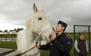 Les chevaux de la brigade équestre de Lille font connaissance avec leurs nouveaux cavaliers.