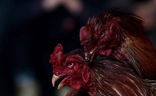La tradition des combats de coqs est l'objet de controverses à travers le monde... (photo d'illustration)