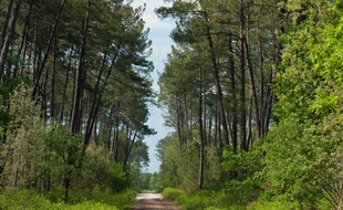 Illustration d'une forêt.
