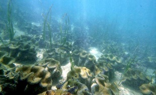 Ainsi les floraisons de phytoplancton fertilisé au sulfate de fer "peuvent séquestrer du carbone sur des échelles de temps calculées en siècles dans les couches d'eau juste au-dessus des fonds marins et même pendant plus longtemps dans les sédiments à ces profondeurs", ont-ils ajouté.