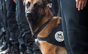Le chien du Raid Diesel, mort le 18 novembre 2015 lors d'un assaut antiterroriste à Saint-Denis.