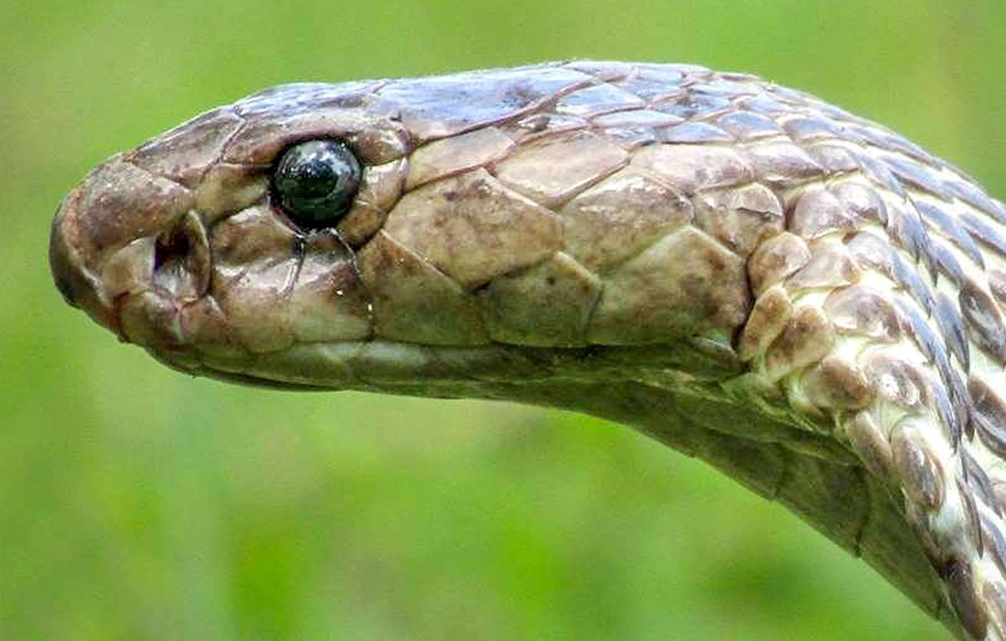 Inde : Attaqué par un cobra, un enfant de deux ans le mord et le tue thumbnail