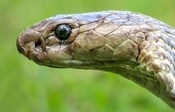 Attaqué par un cobra, un enfant de 2 ans le mord et le tue